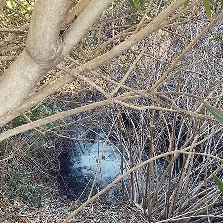 Dans Un Domaine Viticole