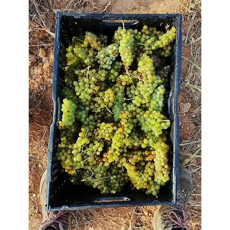 Dans Un Domaine Viticole Tautavel