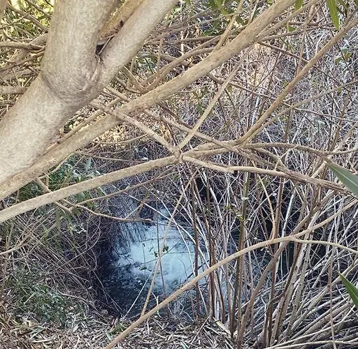 Dans Un Domaine Viticole